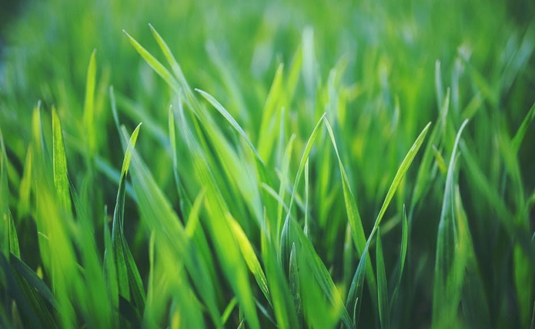 how to fertilize lawns